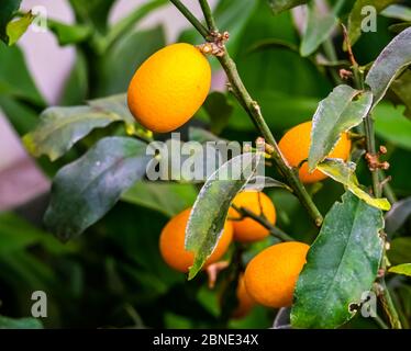 Plante fruitier kumquat en gros plan, espèce de plante tropicale de chine, Asie Banque D'Images