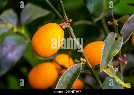 Macro-fermeture d'une plante kumquat à fructifier, espèce végétale tropicale de chine, Asie Banque D'Images