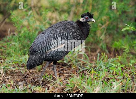 Parc national iMfolozi (Guttera pucherani), Afrique du Sud. Banque D'Images