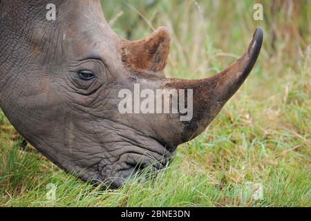 Rhinocéros blancs (Ceratotherium simum) profil de la tête portrait pâturage, parc national iMfolozi, Afrique du Sud Banque D'Images