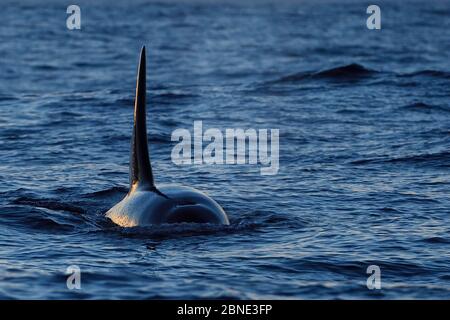 Orca / Killer Whale (Orcinus orca) surfaçage, montrant la nageoire dorsale depuis le front, Senja, Troms County, Norvège, Scandinavie, janvier. Les cétacés sont en attr Banque D'Images