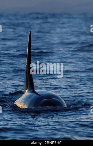 Orca / Killer Whale (Orcinus orca) surfaçage, montrant la nageoire dorsale depuis le front, Senja, Troms County, Norvège, Scandinavie, janvier. Les cétacés sont en attr Banque D'Images