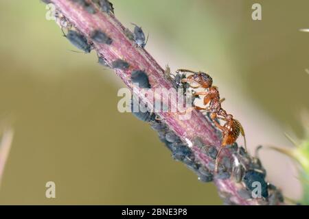 Fourmi rouge (Myrmica rubra) récoltant du miellat des pucerons du haricot noir (Aphis fabae) sur une tige de chardon rampant (Cirsium arvense), prairie de craie, Banque D'Images