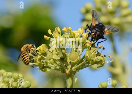 L'abeille Ivy (Colletes hederae) se nourrissant sur des fleurs Ivy (Hedera Helix) près de la mouche de midi (Mesembrina meridiana), jardin du Wiltshire, Royaume-Uni, septembre. Banque D'Images