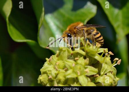 (Colletes hederae abeille Ivy) visiter les fleurs de lierre (Hedera helix), Wiltshire, Royaume-Uni, le jardin de septembre. Banque D'Images