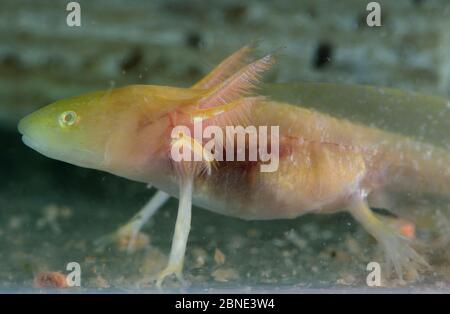 Axolotl / salamandre mexicain (Ambystoma mexicanum), forme d'albinos doré, en danger critique dans la nature, captive britannique. Banque D'Images