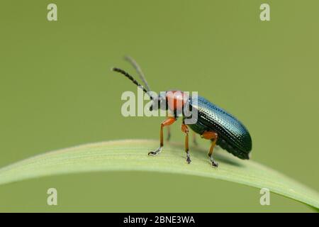 Coléoptère de feuilles de céréales (Oulema melanopus) debout sur une lame d'herbe, Millook Haven, Cornwall, Royaume-Uni, mai. Banque D'Images