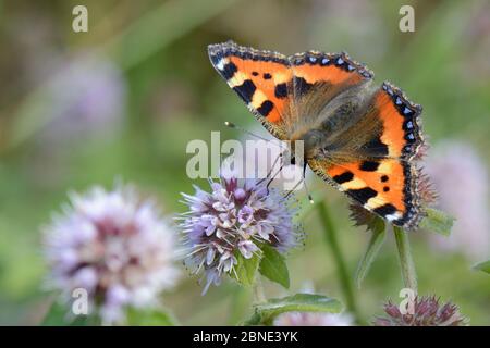 Petit papillon tortoiseshell (Aglais urticae) nectarissant sur la menthe (Mentha aquatica) dans les prairies marécageuses, Cornwall, Royaume-Uni, septembre. Banque D'Images