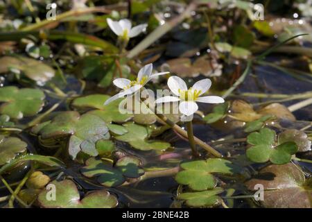 Pied-de-biche à feuilles rondes (Ranunculus omiophyllus) fleurissant dans une piscine en boggy sur le bord de Bodmin Moor, Davidstow Woods, Cornwall, Royaume-Uni, avril. Banque D'Images