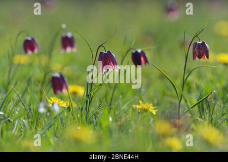 Fretillaris de tête de serpent (Fritilaria meleagris) fleurit dans les prairies herbeuses parmi les pissenlits (Taraxacum officinale) sous le soleil du matin, Clattinger Fa Banque D'Images