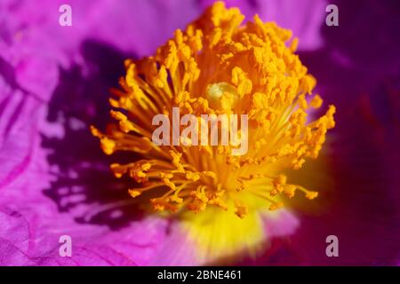 Gros plan de la fleur de la rocheuse (Cistis incanus) Banque D'Images