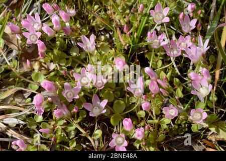 Floraison de tourbières (Anagallis tenella) dans les prairies marécageuses, Devon, Royaume-Uni, juin. Banque D'Images