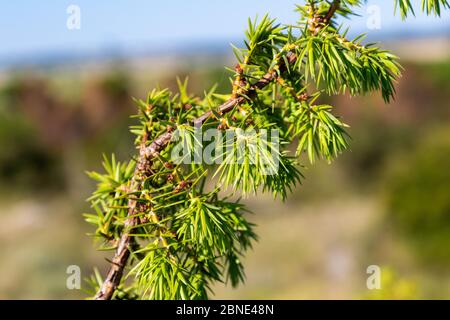 Vue rapprochée de la succursale Juniper (Juniperus) Banque D'Images