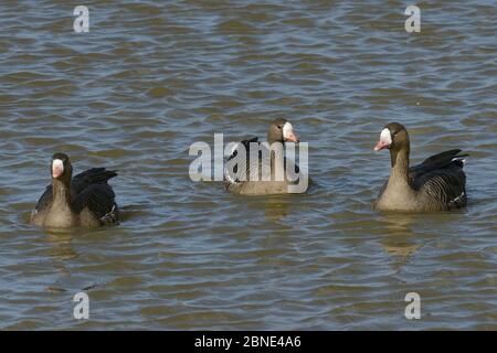 Trois oies à frondes blanches (Branta albifrons) nageant sur un marais inondé, Gloucestershire, Royaume-Uni, mars. Banque D'Images