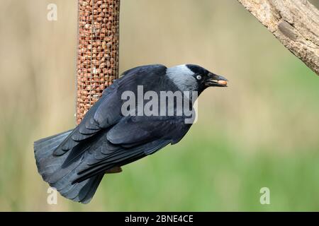 Jackdaw (Corvus monedula) perchée sur un mangeoire à oiseaux avec une arachide dans son bec, Gloucestershire, Royaume-Uni, avril. Banque D'Images