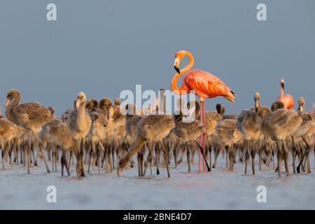 Flamants d'Amérique (Phoenicopterus ruber) debout au milieu de la crèche dans une grande colonie de nidification. Réserve de biosphère de Rio Lagartos, Mexique. Juillet. Banque D'Images