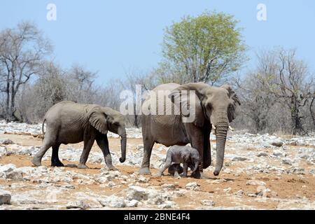 Éléphant d'Afrique femelle marchant à côté de son tout jeune veau (Loxodonta africana) Parc national d'Etosha, Namibie, Afrique Banque D'Images