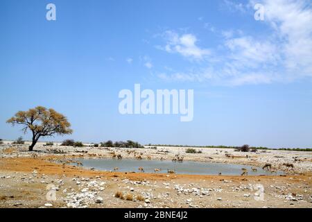 Trou d'eau d'Okaukuejo pendant la saison sèche avec diverses espèces buvant, Parc national d'Etosha, Namibie, Afrique Banque D'Images