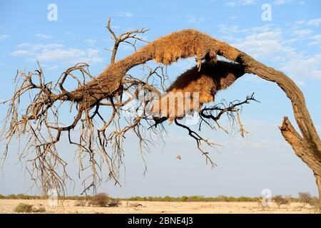 Colonie de nidification du Weaver sociable (Philetairus socius) dans les arbres, saison sèche, Parc national d'Etosha, Namibie, Afrique Banque D'Images