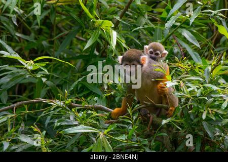 Le singe écureuil bolivien/à tête noire (Saimiri boliviensis) transportant le bébé, captif, se trouve en Bolivie, au Brésil et au Pérou. Banque D'Images