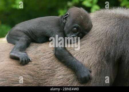 Gorille des basses terres de l'Ouest (Gorilla gorilla gorilla) bébé de 45 jours, reposant sur le dos de la mère, captive, se trouve en Afrique centrale. En danger critique d'extinction Banque D'Images