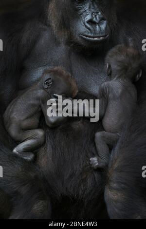 Gorille de plaine occidentale (Gorilla gorilla gorilla) deux bébés âgés de 45 jours dormant sur la poitrine de la mère, captive, se trouve en Afrique centrale. Critique fr Banque D'Images