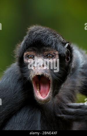 Singe araignée à tête brune (Ateles fusciceps) appelant. Captive, se produit en Amérique centrale et du Sud. Banque D'Images