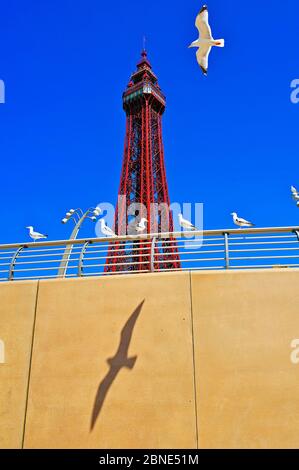 Des oiseaux de mer jettent l'ombre sur le sentier côtier en face de la tour Blackpool Banque D'Images