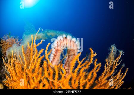 Ver à feu (Hermodice carunculata) sur un gorgone jaune (Eunicella cavolini) recouvert de mucilage, île de vis, Croatie, mer Adriatique, Méditerranée Banque D'Images