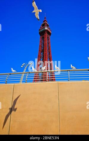 Des oiseaux de mer jettent l'ombre sur le sentier côtier en face de la tour Blackpool Banque D'Images