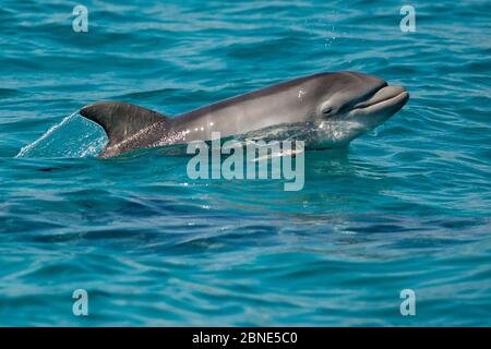 Dauphin à gros nez (Tursiops truncatus) bébé deux semaines de marsouin, estuaire de Sado, Portugal Banque D'Images