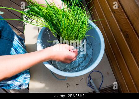 Les jeunes irriguent de nouvelles plantes dans un seau d'eau Banque D'Images