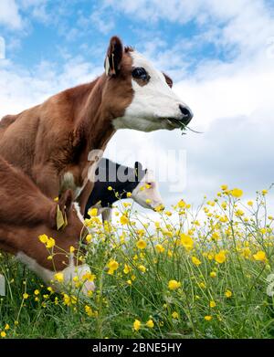 veaux dans la prairie printanière pleine de butterbutterbutterbups jaunes Banque D'Images