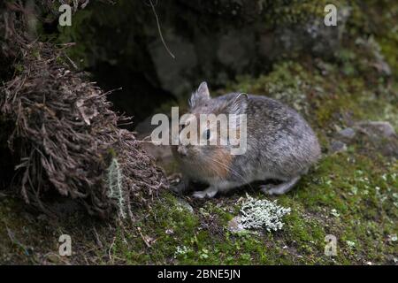 Moupin pika (Ochotona thibetana) Parc national de Basongcuo, plateau de Qinghai-Tibet, Tibet, juillet. Banque D'Images