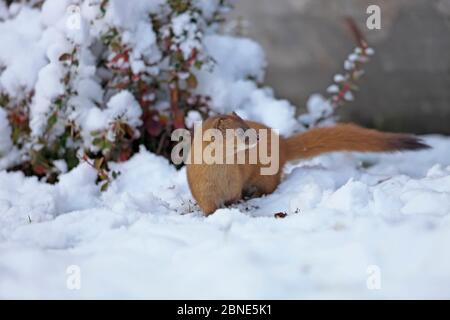 Belette sibérienne (Mustela sibirica) dans la neige, Parc national de Basongcuo, Tibet, novembre. Banque D'Images