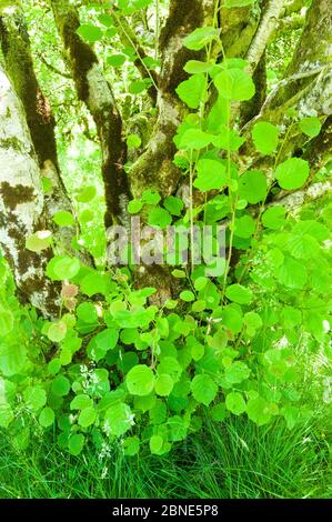 Feuilles de printemps de l'arbre Hazel (Corylus avellana), Upper Glen Finglas, Glen Finglas, West Dumbartonshire, Écosse, juillet. Banque D'Images