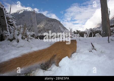 Belette sibérienne (Mustela sibirica), cours de neige, Parc national de Basongcuo, Tibet, novembre. Banque D'Images