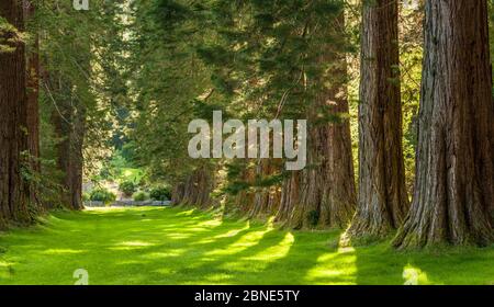 Séquoias géants (Sequoiadendron giganteum) faisant partie des séquoias Ben More, jardin botanique de Benmore, Écosse, Royaume-Uni, juillet. Banque D'Images