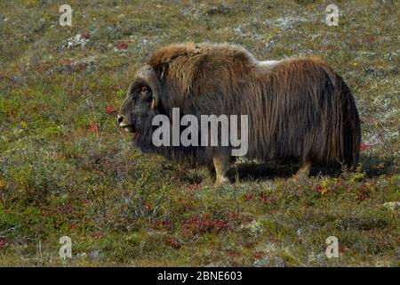 Musc ox (Ovibos moshatus) Nome, Alaska, États-Unis, septembre Banque D'Images