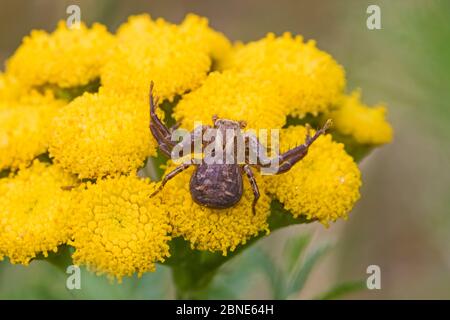 Araignée de crabe (Xysticus cristatus) sur Tansy, Brockley, Lewisham, Londres, Royaume-Uni. Août Banque D'Images