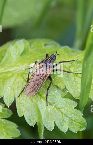 Male Dance Fly (Emvis tessellata) Brockley Cemetery, Lewisham, Londres, Royaume-Uni. Mai Banque D'Images