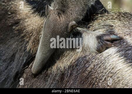 Bébé géant anteater (Myrmecophaga tridactyla) reposant sur le dos de la mère, captif, se trouve en Amérique centrale et du Sud. Espèces vulnérables. Banque D'Images