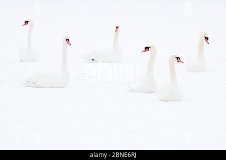 Six cygnes muets (Cygnus olor) assis sur la neige, Hazerswoude, pays-Bas, février. Banque D'Images