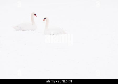 Deux cygnes muets (Cygnus olor) assis sur la neige, Hazerswoude, pays-Bas, février. Banque D'Images