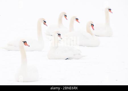 Sept cygnes muets (Cygnus olor) assis sur la neige, Hazerswoude, pays-Bas, février. Banque D'Images