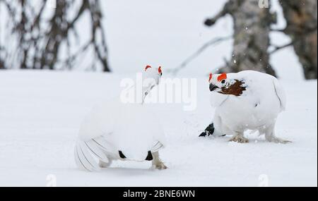 Deux mâles de combat de tétras de saule / lagopans (Lagopus lagopus), Inari Kiilopaa, Finlande, avril. Banque D'Images