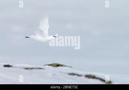 Rock Ptarmigan (Lagopus muta) volant, Utsjoki, Finlande, avril. Banque D'Images