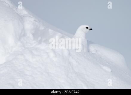 Femelle Rock Ptarmigan (Lagopus muta) dans la demi-grotte de neige, Utsjoki, Finlande, avril. Banque D'Images