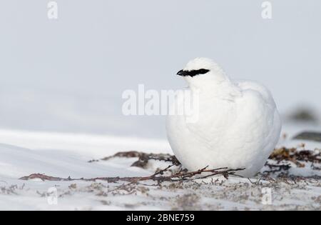 Roche Ptarmigan (Lagopus muta) assis dans la neige, Utsjoki, Finlande, avril. Banque D'Images