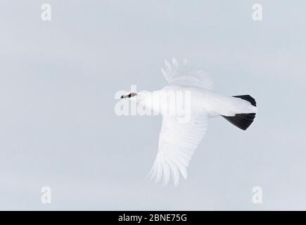 Rock Ptarmigan (Lagopus muta) volant, Utsjoki, Finlande, avril. Banque D'Images
